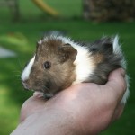 josefine